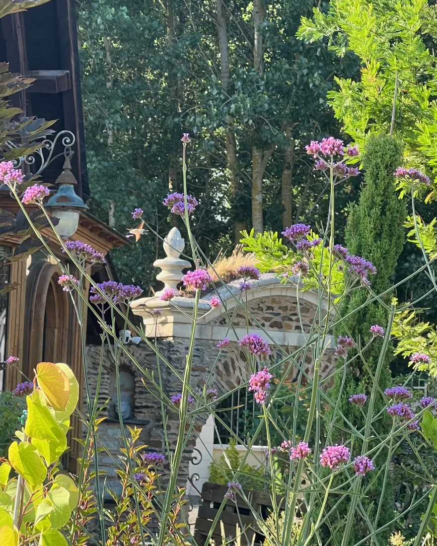 Verveines en fleurs au premier plan du jardin, butinées en fin d’été