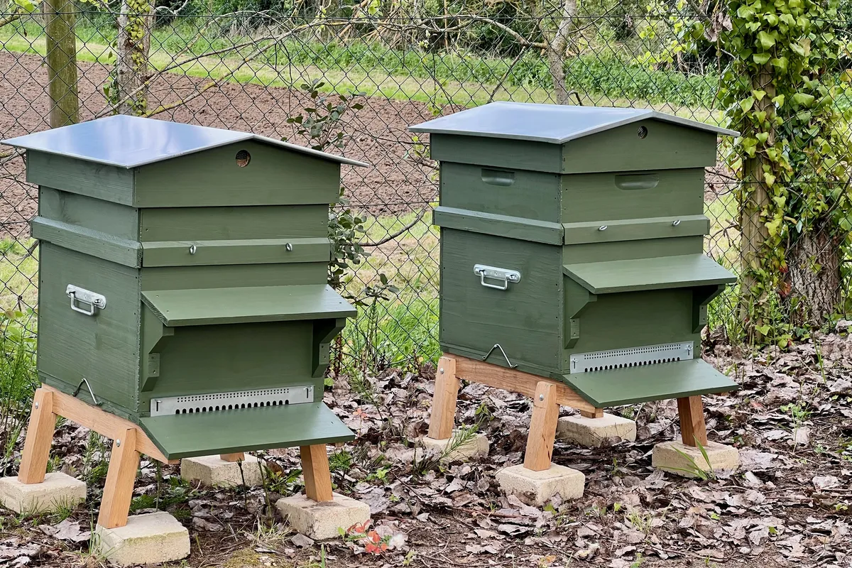 Deux ruches en bois vert sur leurs supports, au fond du jardin à Corné